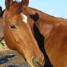 Akila