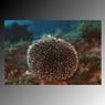 seeigel0815