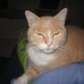 kater1