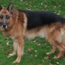 sonja9685