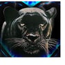 blackpander