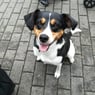 Flohpups
