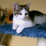 sweety233