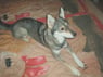 plutohund