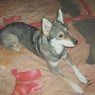 plutohund