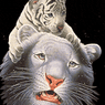 Trogus