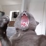 SaliBalu