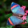 Butterfly35