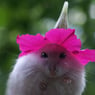 hamster321