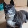 ShibaInu
