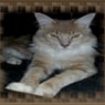 hobbilina456