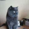 Cat71