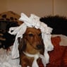 Dafi2008