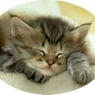 kitti29