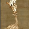 raffe