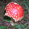 fliegenpilz