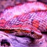 PinkBasilisk