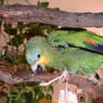 silverdolphi