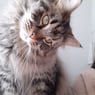 schmusmaus