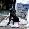 Boleyne