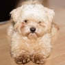 Brinasch