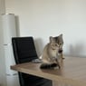 Mimililly