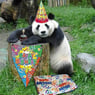 panda79