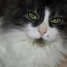 lightshirt