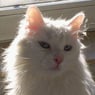 Flauschi