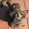 kitten2