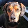 bobbybeagle