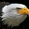 adler59
