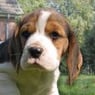 MissBeagle