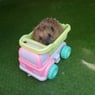 wildedespina