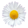 GinaTonic