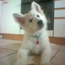 coolpaddy