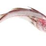 schellfisch
