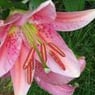 blumenheidi