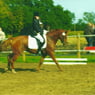 fussel1981