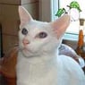 Miezekatze50