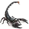 SKORPION3110