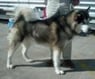 alaskan
