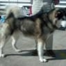 alaskan