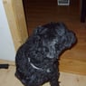 schnuffel2011