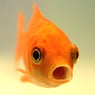 Fischi34123