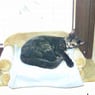 kitty302