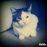 g0ldenlove
