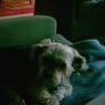 Fabiano