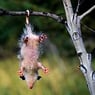 opossum1978