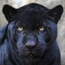 pantherlein